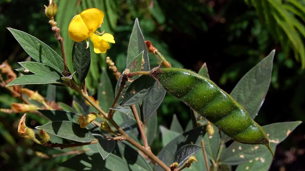 Kacang Gude