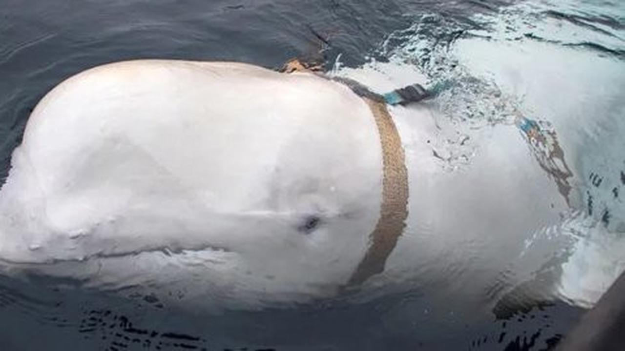 Paus Beluga Putih 'Intel' Rusia Mati Ditembak, ini Daftar Hewan Jadi Mata-Mata Terbaik di Dunia
