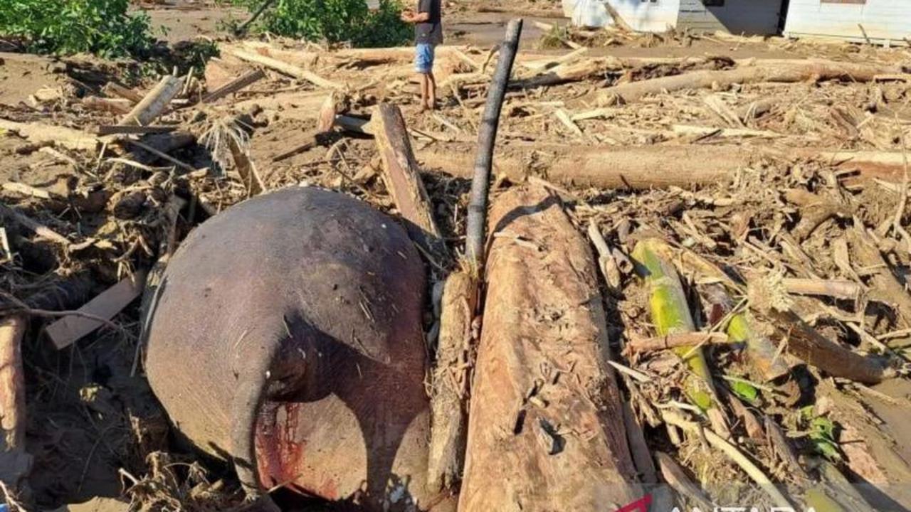 WALHI Aceh Desak Pemulihan Alam Pascabencana, Soroti Kerusakan Ekologis Akibat Kebijakan Abai
