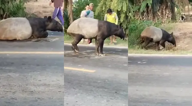 Alasan Petugas BKSDA Tak Langsung Evakuasi Tapir hingga Disembelih Warga