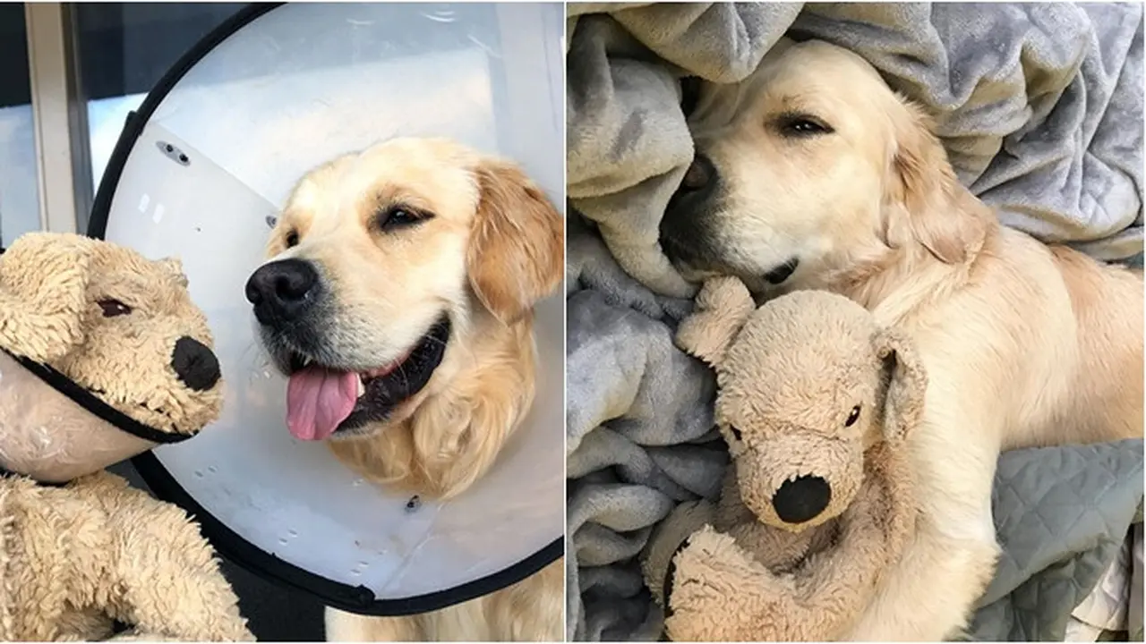 7 Potret Anjing dengan Boneka Tiruannya Ini Bikin Gemas