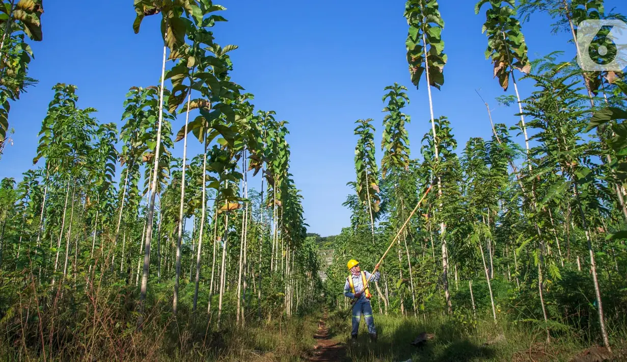 Petani merawat tanaman di lahan reklamasi kawasan PT Semen Indonesia (Persero) Tbk (SIG) Pabrik Tuban, Jawa Timur, Rabu (29/09/2021). SIG Pabrik Tuban meraih Penghargaan Subroto 2021 ”Bidang Inovasi Aspek Teknik dan Lingkungan untuk Kaidah Penambangan yang Baik” (Liputan6.com/HO/SIG)