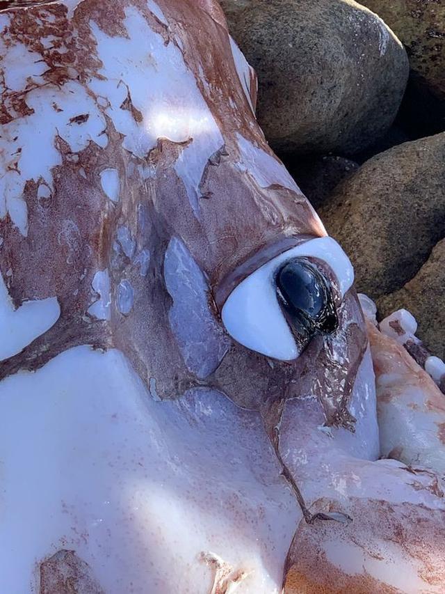 Cumi-cumi raksasa yang terdampar di Pantai Scarborough dengan mata sebesar piring makan.