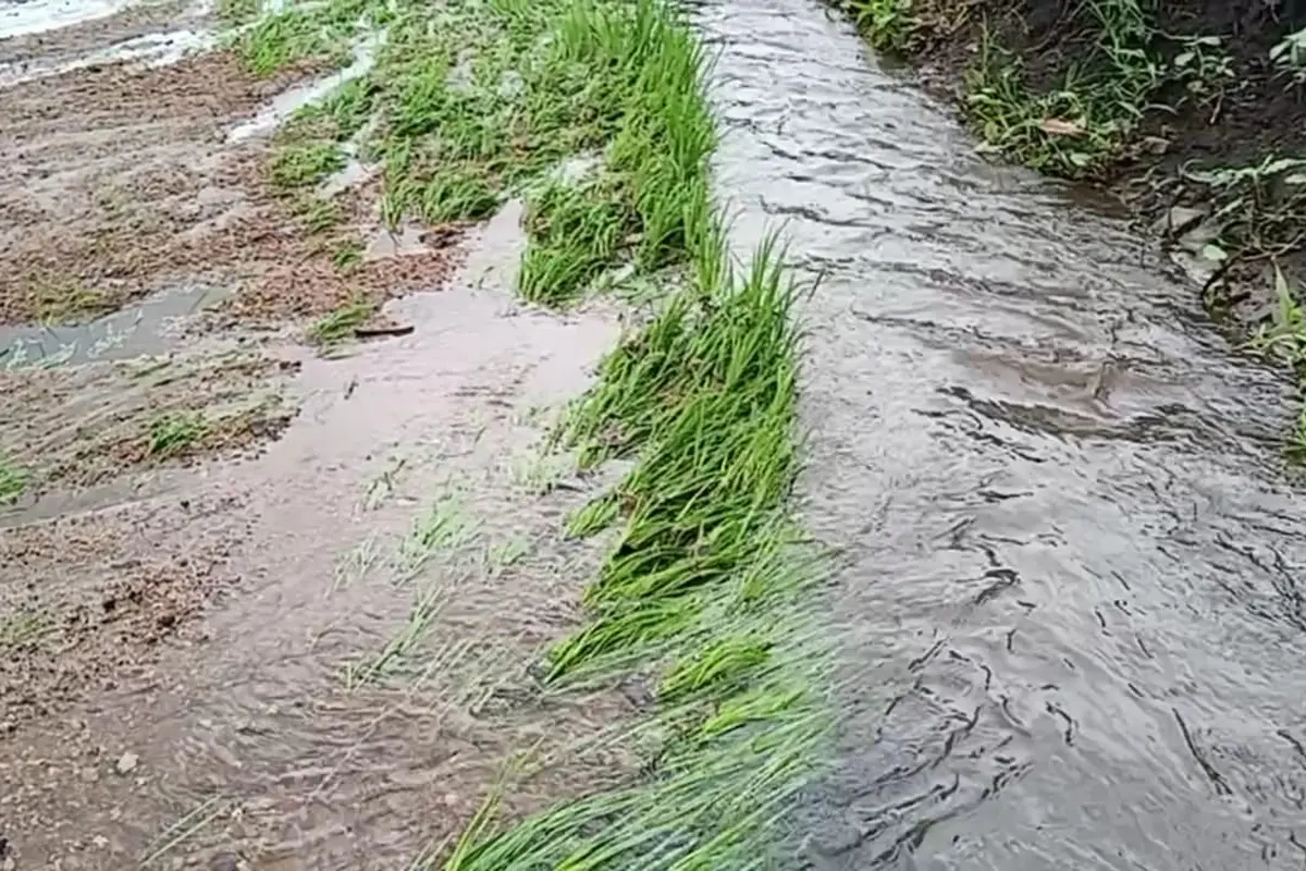 Puluhan hektar tanaman Padi sawah milik petani Desa Done rusak diterjang banjir. (Liputan6.com/Dionisius Wilibardus)