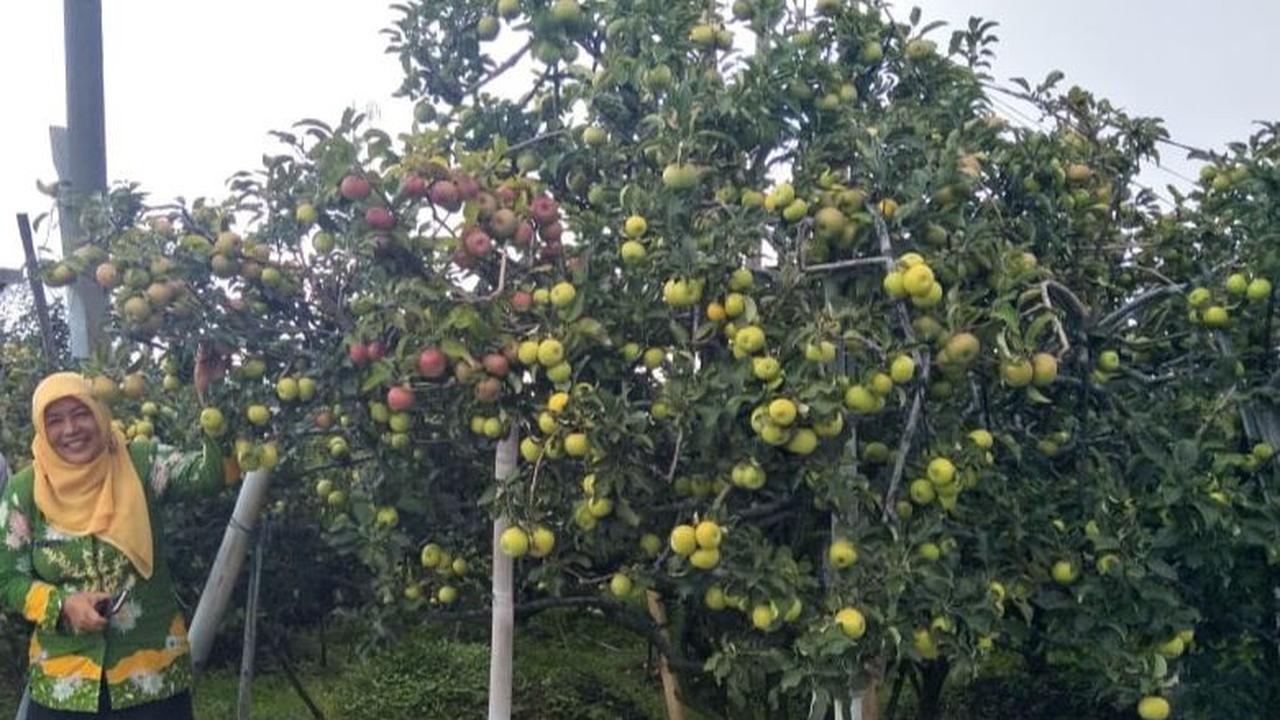 Terbesar di Indonesia