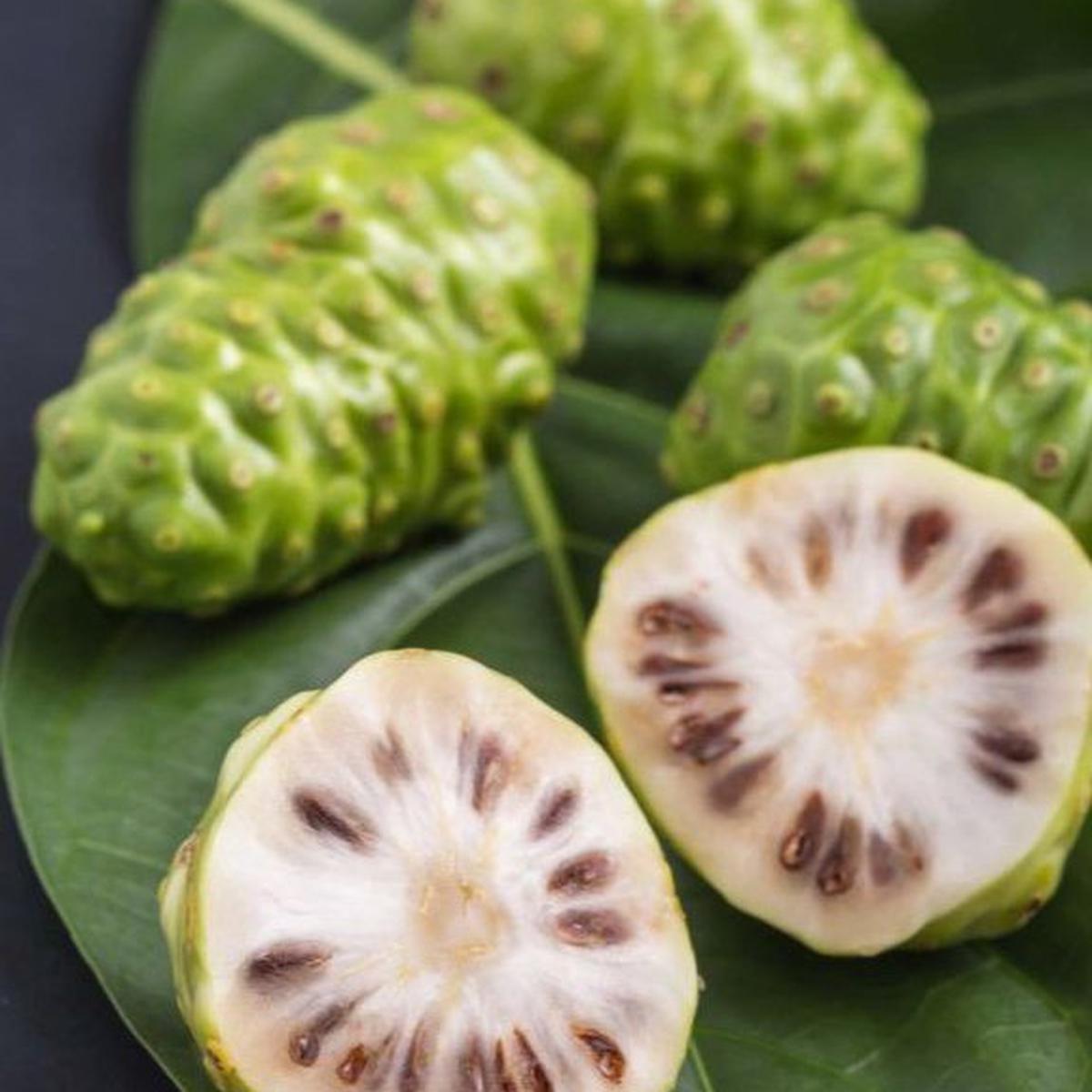 Cara Mudah Membuat Rebusan Mengkudu untuk Turunkan Gula Darah hingga Asam Urat