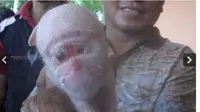 Babi mutan mirip monyet di China. (Telegraph)