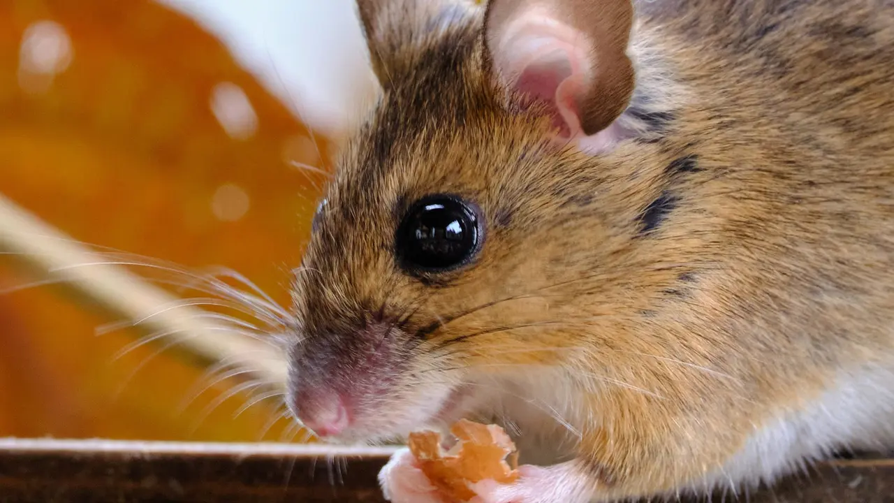 Tikus - Vania