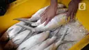 Pedagang mamasukan ikan bandeng ke dalam kotak es di Pasar Petak Sembilan, Glodok, Jakarta, Senin (31/1/2022). Ikan bandeng banyak dibeli jelang Imlek sebagai hidangan saat perayaan Tahun Baru masyarakat Tionghoa itu. (Liputan6.com/Faizal Fanani)