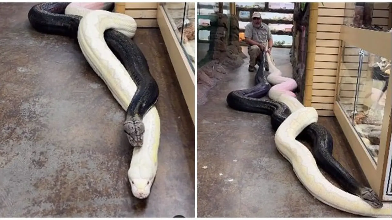 Aksi Pria Nekat Pegang Dua Ular Piton Jumbo Ini Bikin Merinding