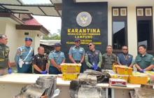 Karantina Lampung Gagalkan Penyelundupan Ratusan Satwa Ilegal di Pelabuhan Bakauheni