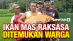 THUMBNAIL ikan raksasa