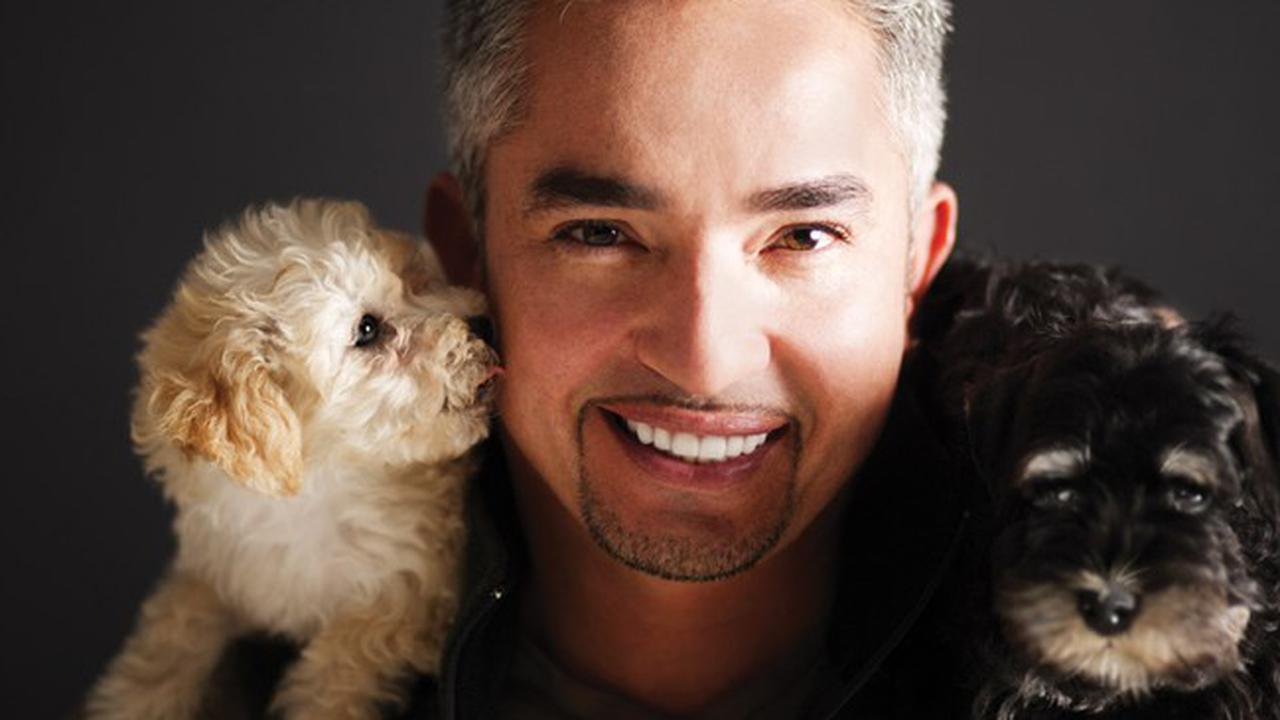 Ketika Para Anjing Tunduk di Hadapan Cesar Millan