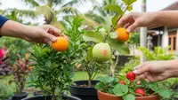 Cara Membuat Tabulampot Rajin Berbuah Sepanjang Tahun, Ini 5 Langkah Suksesnya