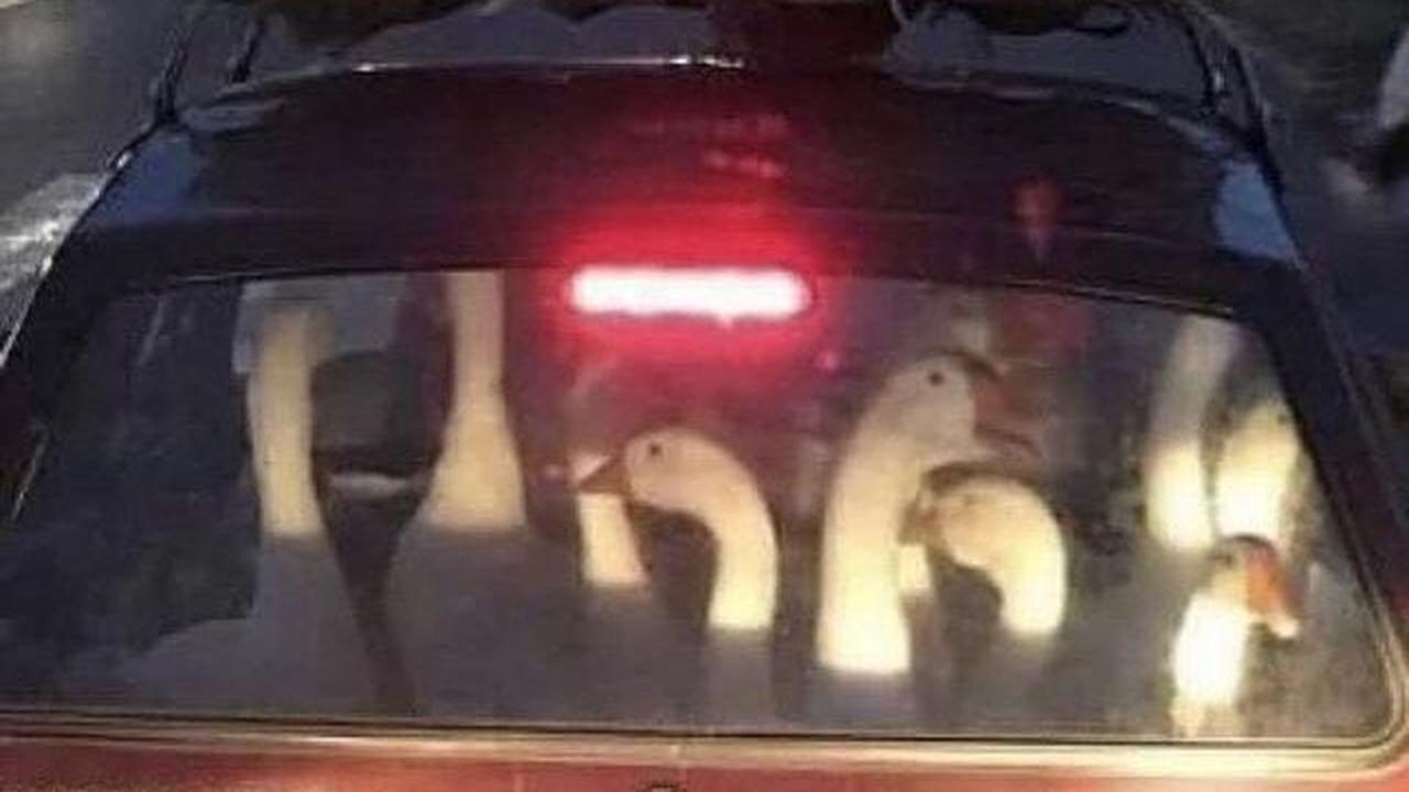 Mobil mengangkut banyak angsa