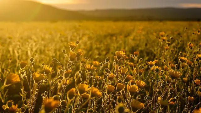 Ilustrasi Ladang Bunga Keemasan (Foto: Zetong Li/Pexels.com)