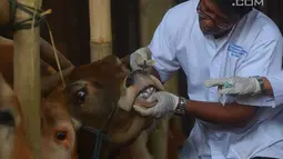 Petugas memeriksa selaput lendir sapi di Pondok Kelapa, Jakarta, Rabu (8/8). Pemeriksaan yang meliputi kesehatan gigi, suhu tubuh, kondisi fisik hewan tersebut untuk mengetahui kelayakan hewan kurban. (Merdeka.com/Imam Buhori)