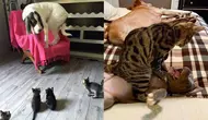 Potret kucing berkelahi dengan anjing (Sumber: boredpanda)