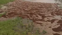 Koloni semut menyeberangi banjir akibat Badai Harvey di Houston, Texas. (Twitter Bill O'Zimmermann‏  @The_Reliant) 