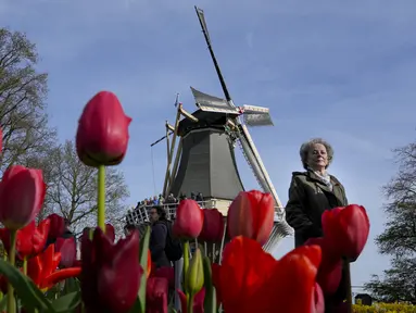 Pengunjung melewati bunga tulip di taman bunga Belanda yang terkenal di dunia, Keukenhof, Lisse, Belanda, 12 April 2022. (AP Photo/Peter Dejong)