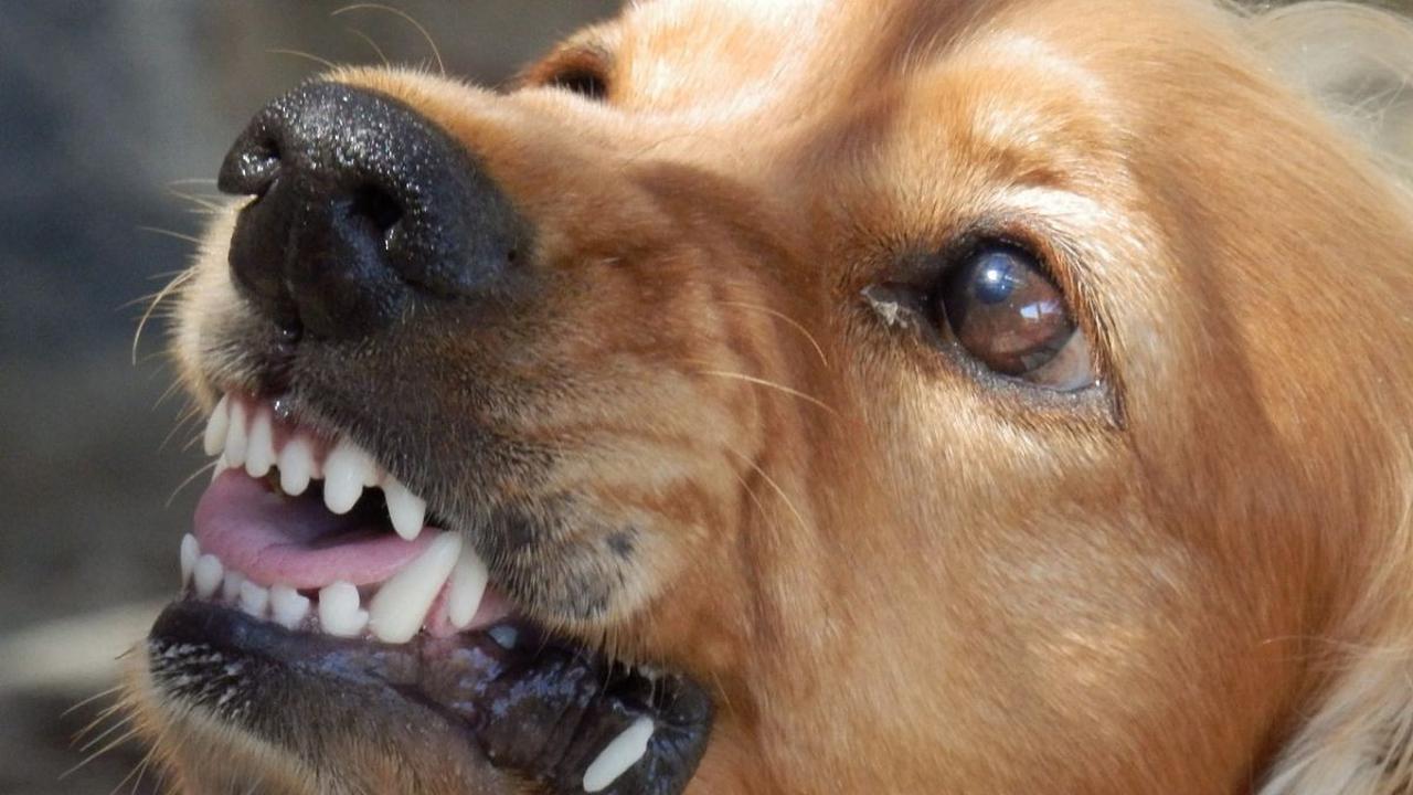 Cara Mencegah Hewan Terkena Rabies