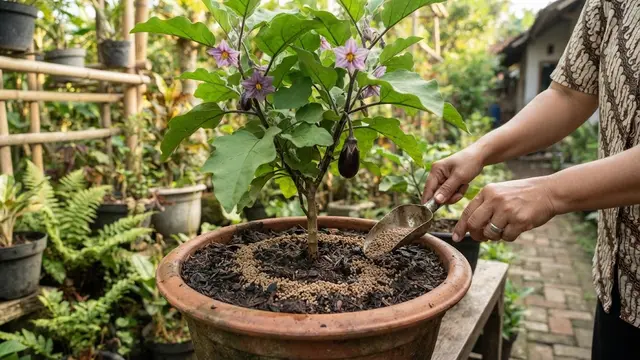 Memberi Pupuk Tanaman Terong di Pot