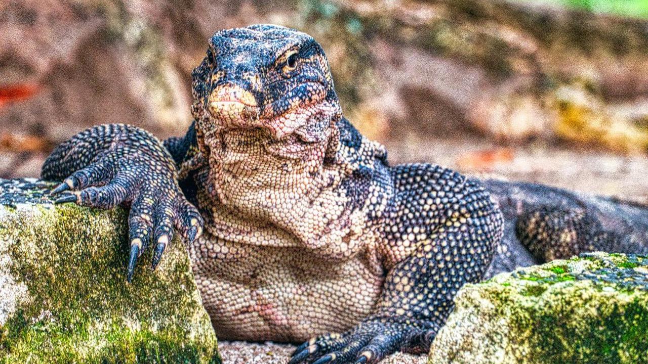 <b>Komodo</b><br>
