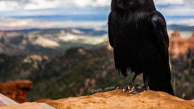 Viral Transformasi Hewan Jika Berwajah Kucing, Bikin Gemas. (Sumber: Instagram/koty_vezde)