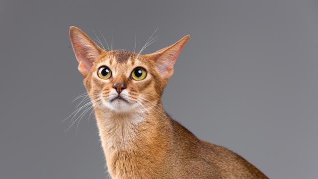 Kucing Abyssinian