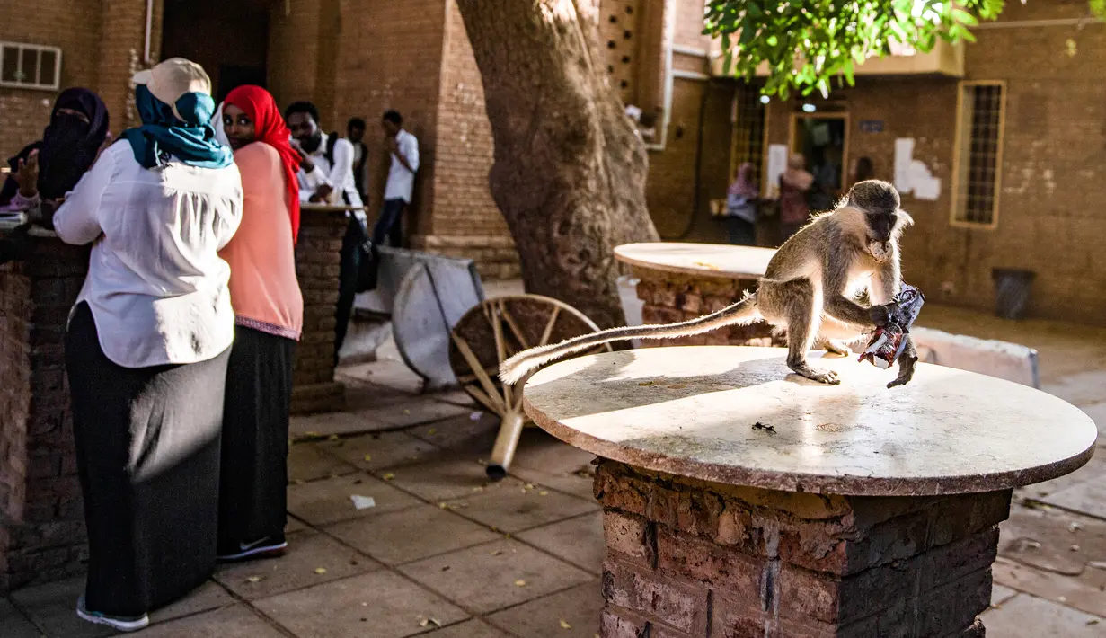 Seekor monyet mencari makanan dalam tas yang ditinggalkan mahasiswa di Universitas Khartoum di ibu kota Sudan, 9 Maret 2021. Ratusan monyet yang sebagian besar hidup di atap gedung kampus, juga berkeliaran dengan bebas di antara mahasiswa yang sering memberi mereka suguhan. (ABDULMONAM EASSA/AFP)