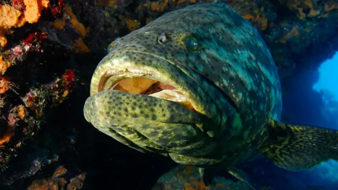 Mengerikan! Ikan Monster Ini Sanggup Melahap Seekor Hiu