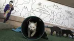 Kucing bermain di atap Museum Kucing Persia di Teheran, Iran, pada 5 Desember 2021. Didirikan di sebuah rumah tua pada tahun 2020, Museum Kucing Persia ini berawal dari kafe serba guna dan pameran kucing. (AP Photo/Vahid Salemi)