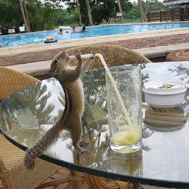 7 Potret Hewan Melakukan Aksi Tak Terduga yang Bikin Geleng Kepala