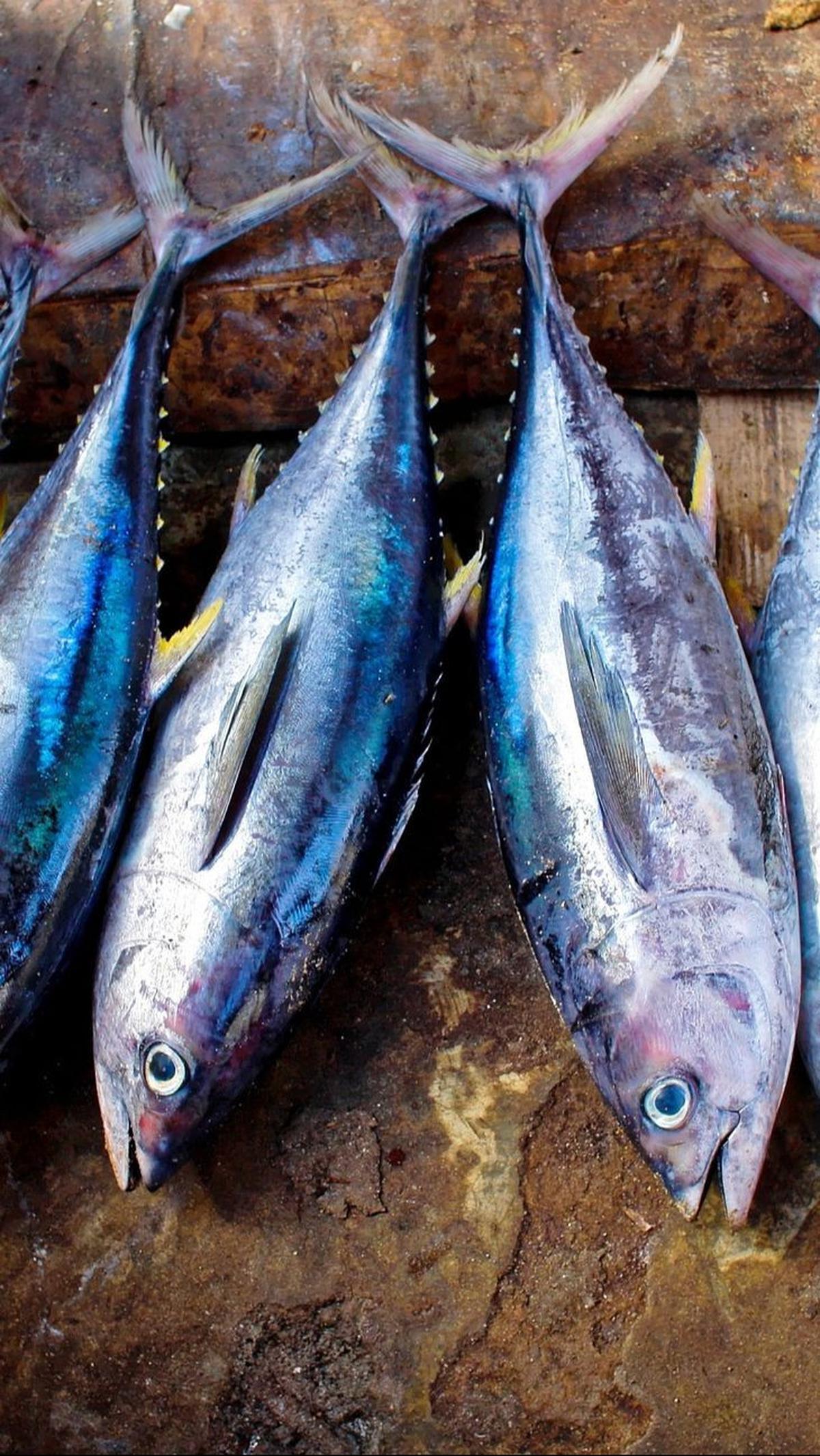 6. Ikan Tuna