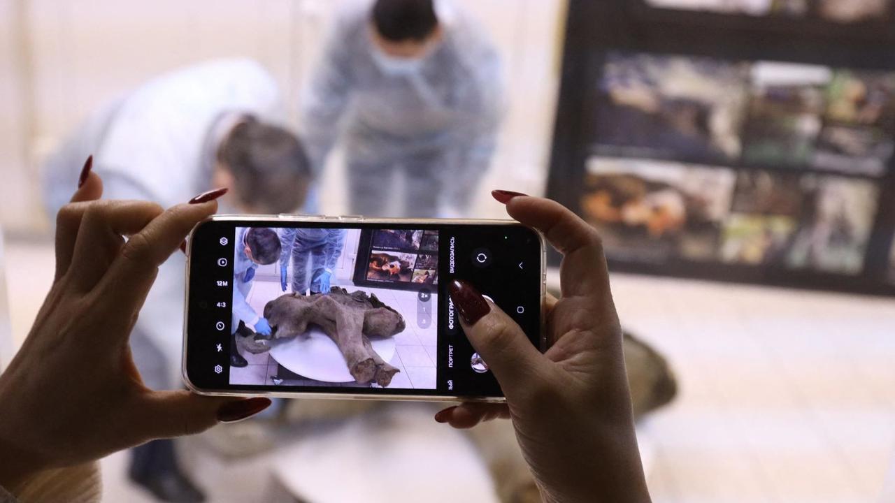 Bayi Mammoth Ditemukan di Bawah Salju Abadi Yakutia