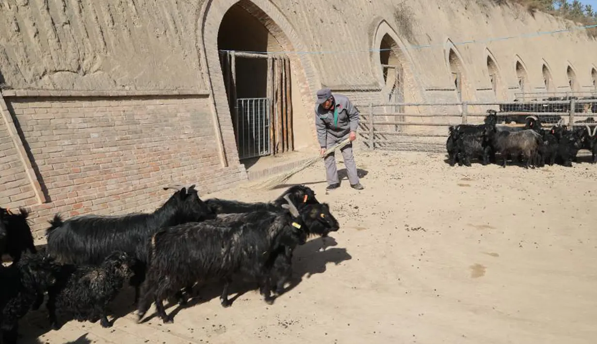 Seorang staf membersihkan sebuah peternakan milik koperasi pembiakan kambing hitam di Desa Wangwan, wilayah Zhenyuan di Provinsi Gansu, China, 21 Januari 2021. Wilayah Zhenyuan mengubah gua tempat tinggal yang ditelantarkan menjadi kandang kambing dalam beberapa tahun terakhir. (Xinhua/Ma Sha)