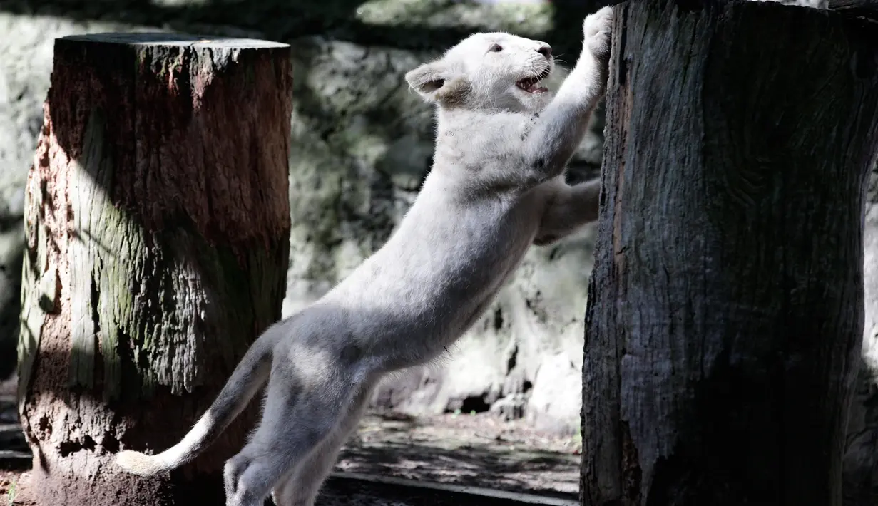 Anak singa putih berusia empat bulan menggaruk batang pohon di Kebun Binatang Altiplano di Tlaxcala, Meksiko, Selasa (7/8). (AP Photo/Rebecca Blackwell)