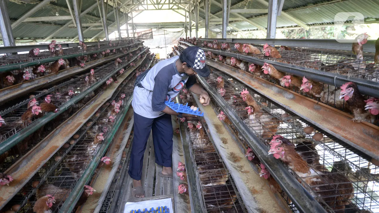 FOTO: Harga Telur Ayam