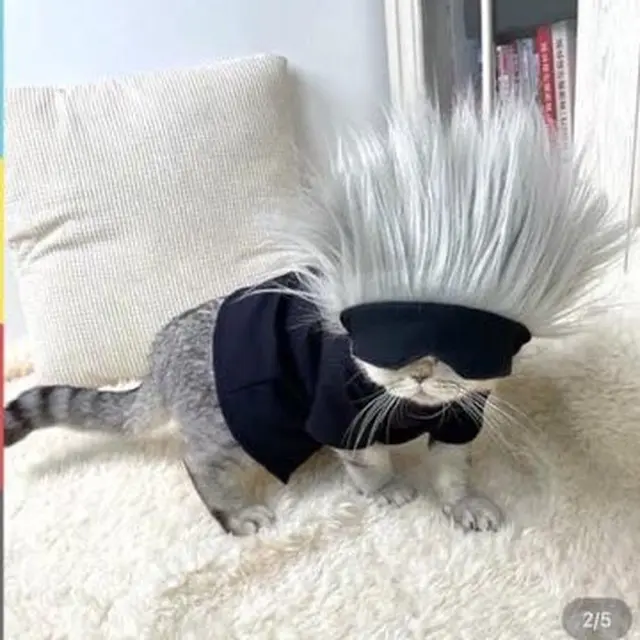 6 Potret Lucu Kucing Cosplay Anime Ini Bikin Ngakak
