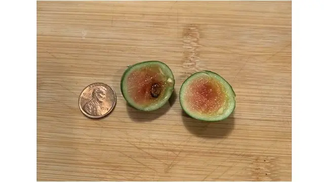 6 Potret Buah Hasil Panen Berukuran Super Mini, Bikin Heran Tukang Kebun