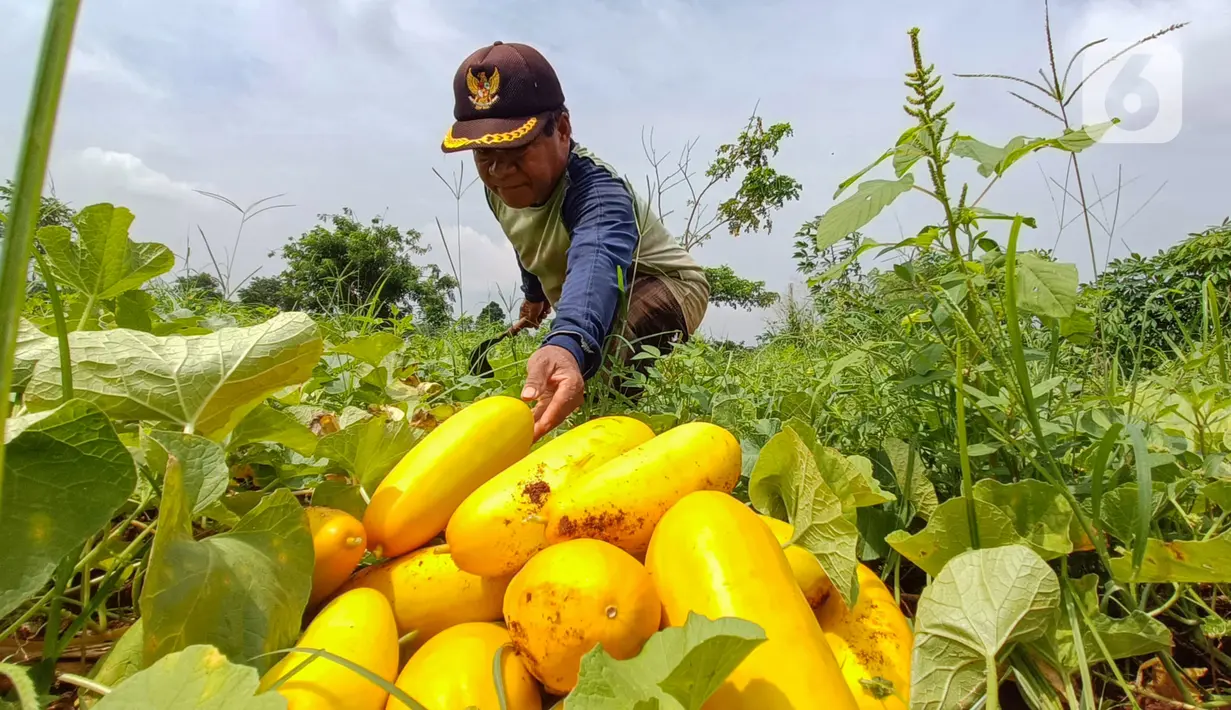 Petani memanen buah timun suri di lahan garapan kawasan Mampang, Depok, Jawa Barat, Selasa (12/3/2024). (merdeka.com/Arie Basuki)