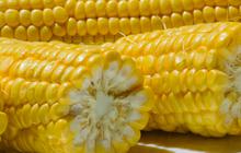 Cara Ampuh Mengembalikan Kesegaran Jagung Keriput dengan Sederhana