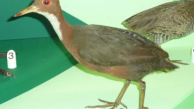Burung Rel Aldabra