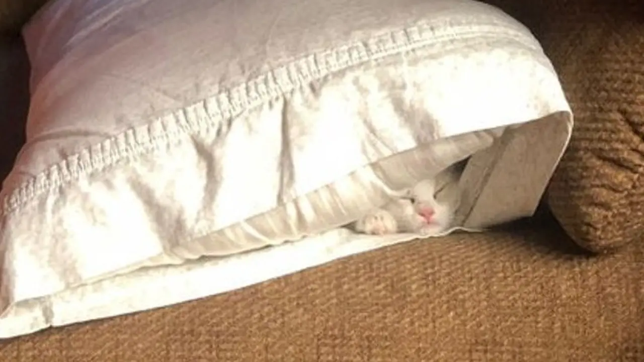 8 Potret Ini Buktikan Kucing Bisa Tidur di Mana Saja
