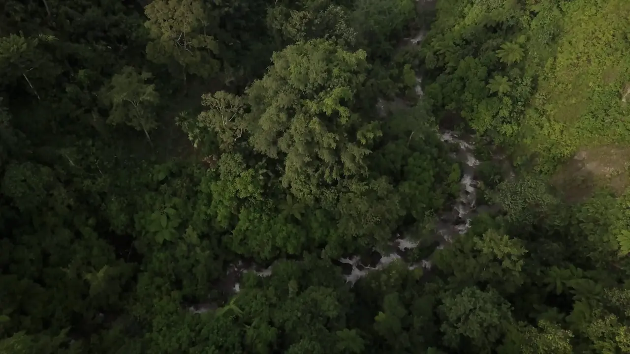 Hutan Batang Toru