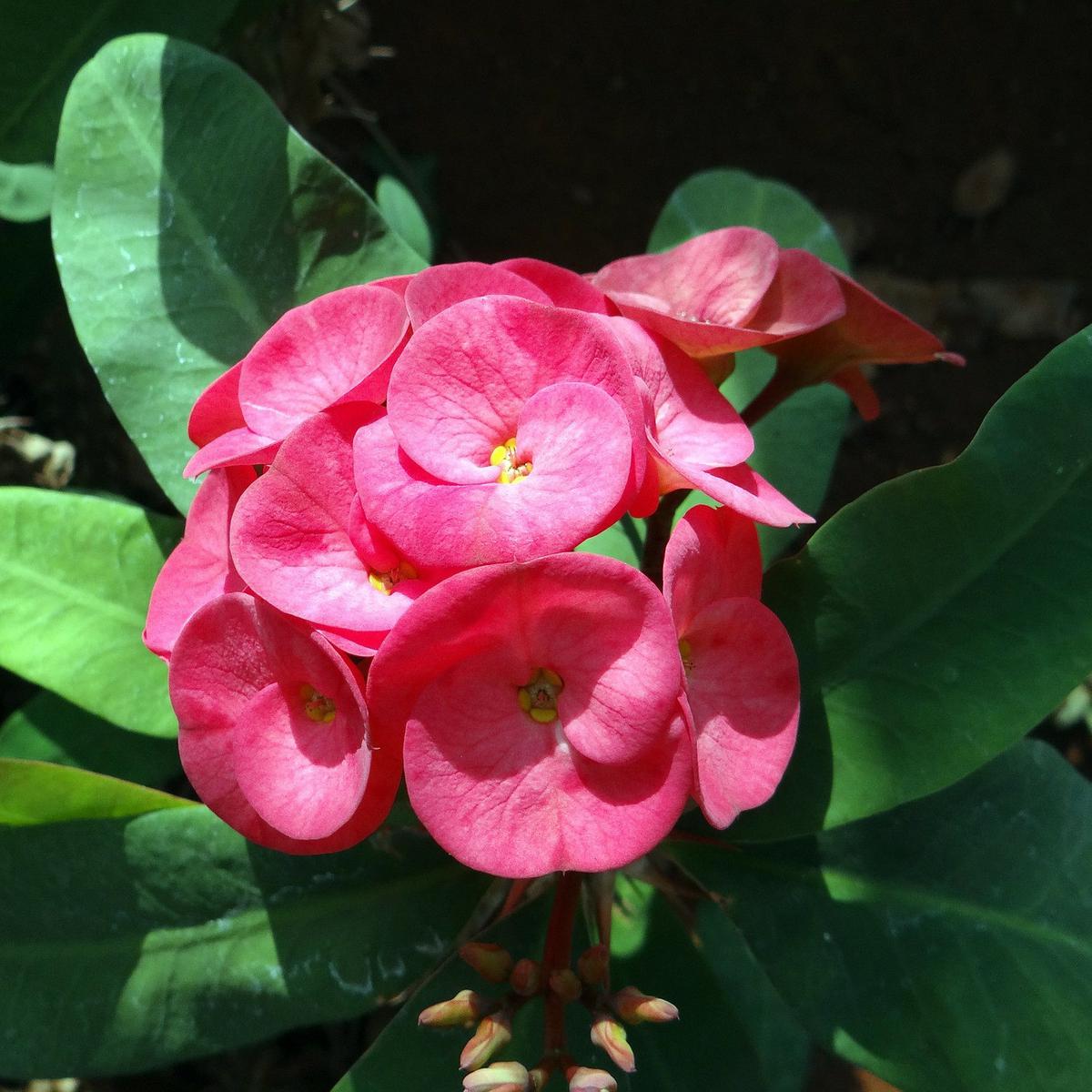 Euphorbia