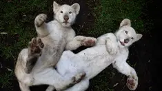 Sepasang anak singa putih berusia empat bulan bermain di kandang mereka di Kebun Binatang Altiplano di Tlaxcala, Meksiko, Selasa (7/8). Populasi singa putih terbilang langka di dunia. (AP Photo/Rebecca Blackwell)