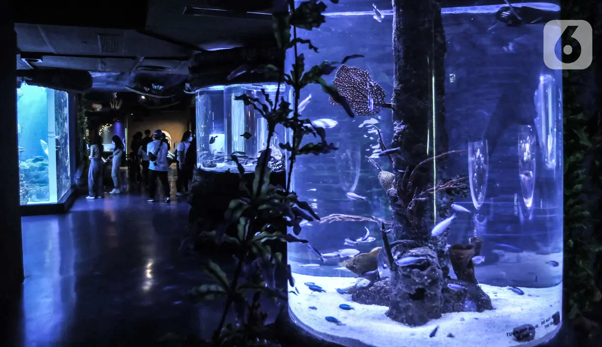 Pengunjung mengamati koleksi biota laut di Jakarta Aquarium & Safari (JAQS), Neo Soho Mall, Jakarta, Rabu (21/4/2021). JAQS menjadi salah satu lokasi alternatif warga dalam mengisi waktu jelang berbuka puasa atau ngabuburit. (merdeka.com/Iqbal S. Nugroho)