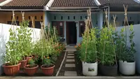 Cara Menanam Pucuk Kacang Polong di Rumah, Sehat dan Cocok untuk Pemula