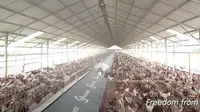 Mahasiswa UGM Ciptakan Alat Deteksi Heat Stress Ayam Broiler